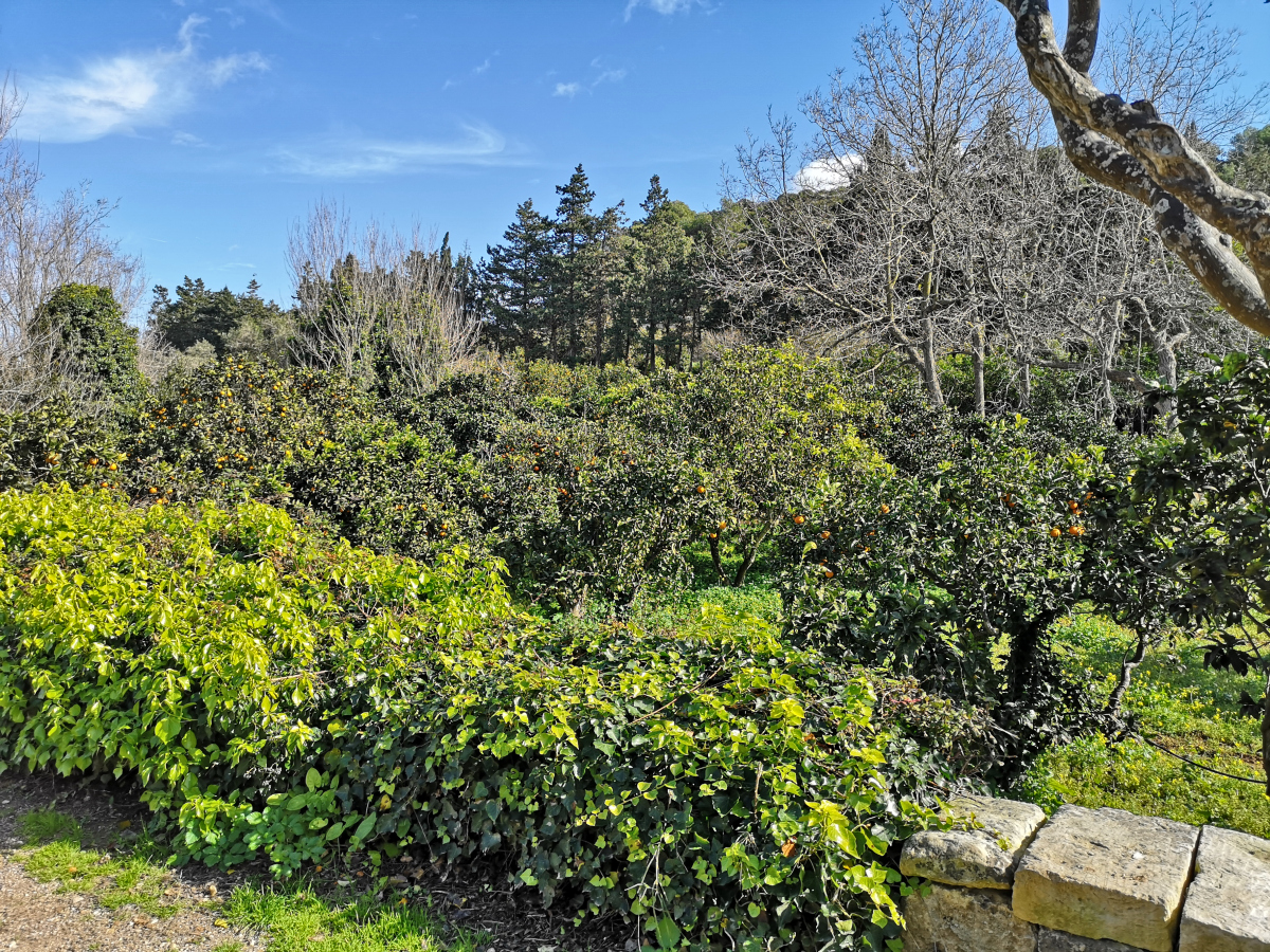 buskett gardens malta