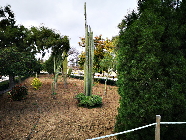 argotti botanic gardens floriana malta