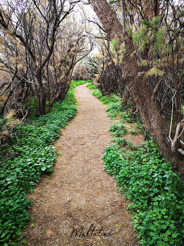 ghadira nature reserve mellieha